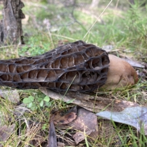 Morchella elata group at Woomargama, NSW - 28 Aug 2023