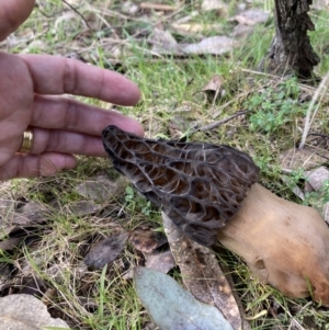 Morchella elata group at Woomargama, NSW - 28 Aug 2023