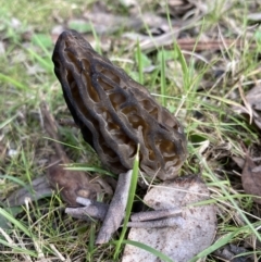 Morchella elata group at Woomargama, NSW - 28 Aug 2023 03:02 PM