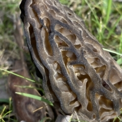 Morchella elata group at Woomargama, NSW - 28 Aug 2023 03:02 PM