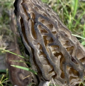 Morchella elata group at Woomargama, NSW - 28 Aug 2023