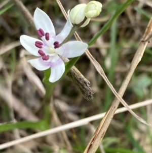 Wurmbea dioica subsp. dioica at Woomargama, NSW - 28 Aug 2023