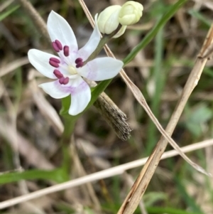 Wurmbea dioica subsp. dioica at Woomargama, NSW - 28 Aug 2023 02:54 PM