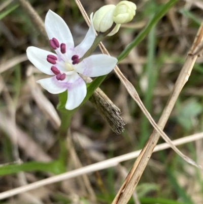 Wurmbea dioica subsp. dioica (Early Nancy) at Woomargama, NSW - 28 Aug 2023 by AnneG1