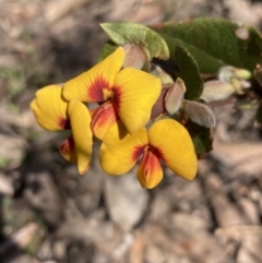 Platylobium formosum (Handsome Flat Pea) at Woomargama National Park - 28 Aug 2023 by AnneG1