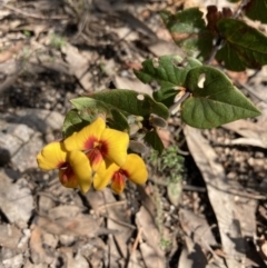 Platylobium formosum at Woomargama, NSW - 28 Aug 2023 02:43 PM