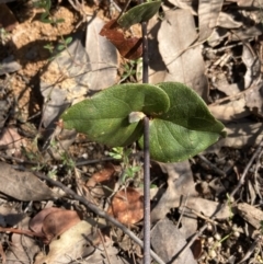 Platylobium formosum at Woomargama, NSW - 28 Aug 2023 02:43 PM