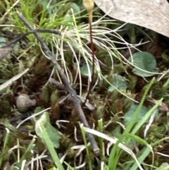 Cyrtostylis reniformis (Common Gnat Orchid) at Aranda, ACT by lbradley