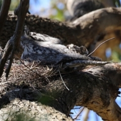Podargus strigoides (Tawny Frogmouth) at Jerrabomberra Wetlands - 6 Sep 2023 by RodDeb