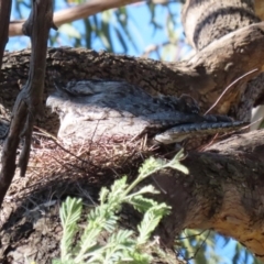 Podargus strigoides at Fyshwick, ACT - 6 Sep 2023