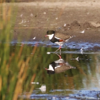 Erythrogonys cinctus (Red-kneed Dotterel) at Fyshwick, ACT - 7 Sep 2023 by RodDeb