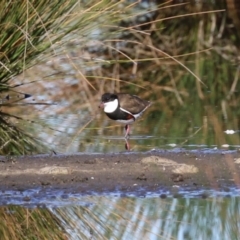 Erythrogonys cinctus at Fyshwick, ACT - 7 Sep 2023