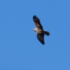 Haliastur sphenurus (Whistling Kite) at Fyshwick, ACT - 6 Sep 2023 by RodDeb