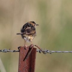 Cisticola exilis (Golden-headed Cisticola) at Jerrabomberra Wetlands - 6 Sep 2023 by RodDeb