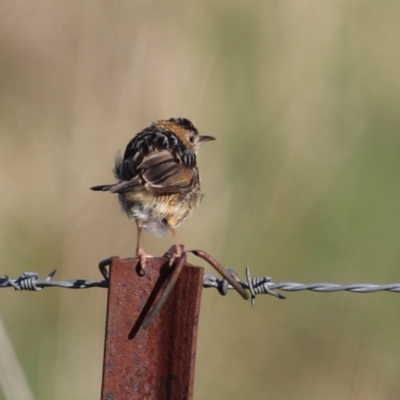 Cisticola exilis (Golden-headed Cisticola) at Fyshwick, ACT - 7 Sep 2023 by RodDeb