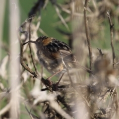 Cisticola exilis at Fyshwick, ACT - 7 Sep 2023 08:10 AM