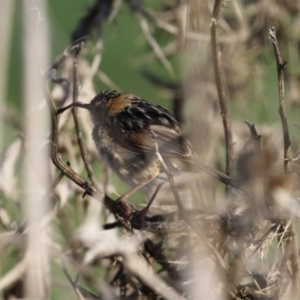 Cisticola exilis at Fyshwick, ACT - 7 Sep 2023 08:10 AM