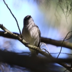 Pachycephala pectoralis at Fyshwick, ACT - 6 Sep 2023