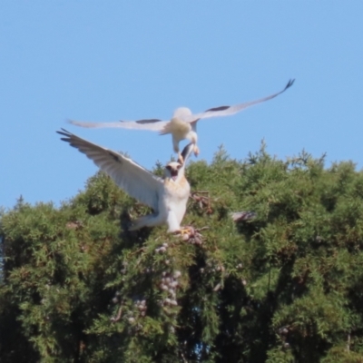 Elanus axillaris (Black-shouldered Kite) at Jerrabomberra Wetlands - 6 Sep 2023 by RodDeb