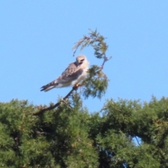 Elanus axillaris at Fyshwick, ACT - 6 Sep 2023