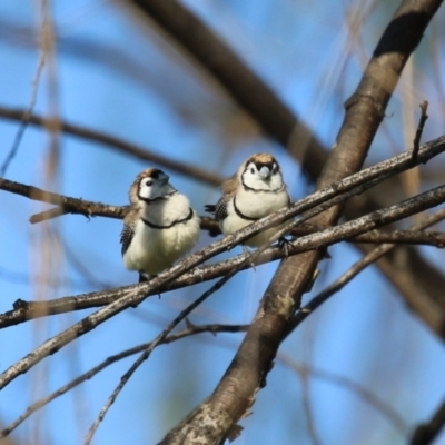Stizoptera bichenovii (Double-barred Finch) at Fyshwick, ACT - 7 Sep 2023 by RodDeb