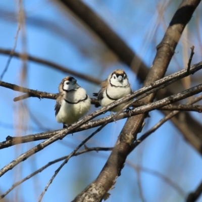 Stizoptera bichenovii (Double-barred Finch) at Jerrabomberra Wetlands - 6 Sep 2023 by RodDeb