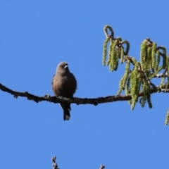 Artamus cyanopterus cyanopterus (Dusky Woodswallow) at Jerrabomberra Wetlands - 6 Sep 2023 by RodDeb