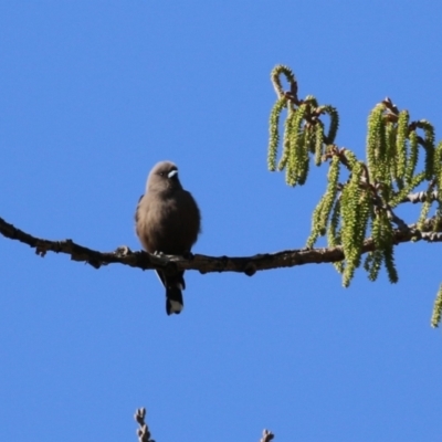 Artamus cyanopterus cyanopterus (Dusky Woodswallow) at Fyshwick, ACT - 6 Sep 2023 by RodDeb