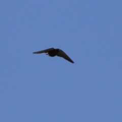 Artamus cyanopterus at Fyshwick, ACT - 7 Sep 2023 08:54 AM