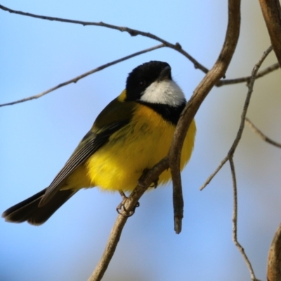 Pachycephala pectoralis (Golden Whistler) at Fyshwick, ACT - 6 Sep 2023 by RodDeb