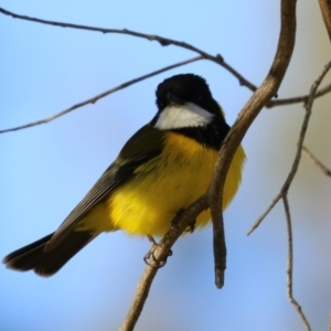 Pachycephala pectoralis at Fyshwick, ACT - 7 Sep 2023
