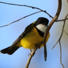 Pachycephala pectoralis at Fyshwick, ACT - 7 Sep 2023