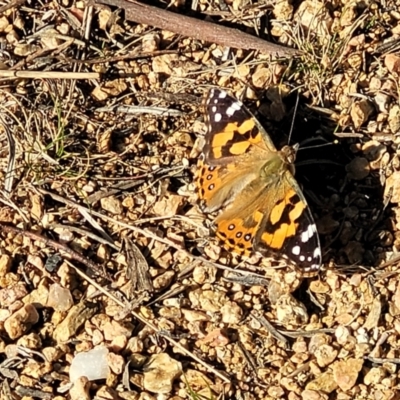 Vanessa kershawi (Australian Painted Lady) at Mt Gladstone Reserves, Cooma - 7 Sep 2023 by trevorpreston