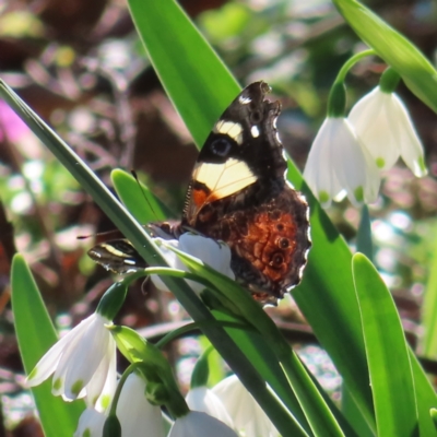 Vanessa itea (Yellow Admiral) at QPRC LGA - 7 Sep 2023 by MatthewFrawley