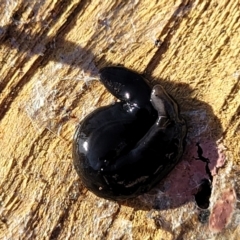 Parakontikia ventrolineata (Stripe-bellied flatworm) at Cooma, NSW - 7 Sep 2023 by trevorpreston