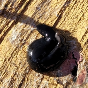 Parakontikia ventrolineata at Cooma, NSW - 7 Sep 2023 02:47 PM