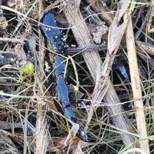 Parakontikia ventrolineata at Cooma, NSW - 7 Sep 2023 02:47 PM