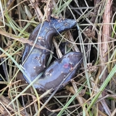 Parakontikia ventrolineata at Cooma, NSW - 7 Sep 2023 02:47 PM