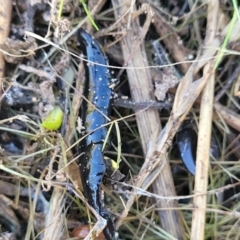 Parakontikia ventrolineata at Cooma, NSW - 7 Sep 2023 02:47 PM