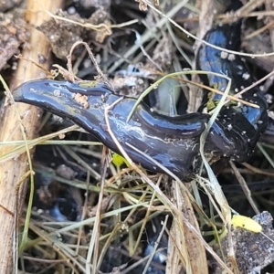 Parakontikia ventrolineata at Cooma, NSW - 7 Sep 2023 02:47 PM