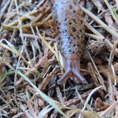 Limax maximus (Leopard Slug, Great Grey Slug) at QPRC LGA - 7 Sep 2023 by MatthewFrawley