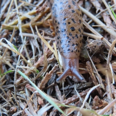 Limax maximus (Leopard Slug, Great Grey Slug) at QPRC LGA - 7 Sep 2023 by MatthewFrawley