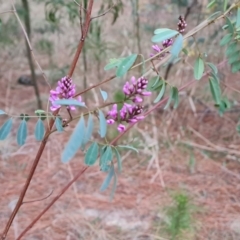 Indigofera australis subsp. australis (Australian Indigo) at Isaacs Ridge - 7 Sep 2023 by Mike
