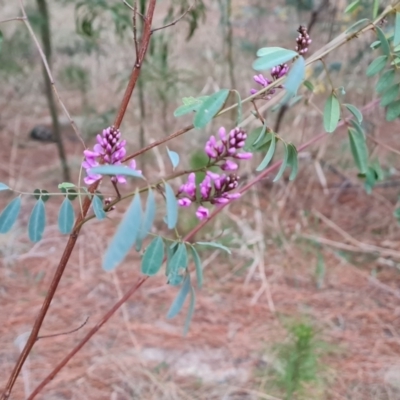 Indigofera australis subsp. australis (Australian Indigo) at Isaacs Ridge and Nearby - 7 Sep 2023 by Mike