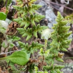 Cheilanthes distans (Bristly Cloak Fern) at Isaacs Ridge and Nearby - 7 Sep 2023 by Mike