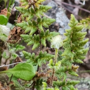 Cheilanthes distans at Isaacs, ACT - 7 Sep 2023 04:44 PM