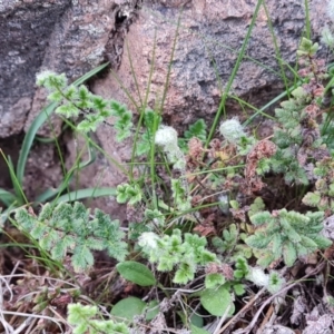 Cheilanthes distans at Isaacs, ACT - 7 Sep 2023 04:44 PM