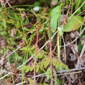 Cheilanthes distans at Isaacs, ACT - 7 Sep 2023 04:44 PM