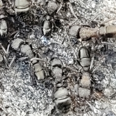Rhytidoponera sp. (genus) (Rhytidoponera ant) at Mt Gladstone Reserves, Cooma - 7 Sep 2023 by trevorpreston