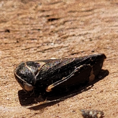 Eurymeloides minuta (Gumtree leafhopper) at Mt Gladstone Reserves, Cooma - 7 Sep 2023 by trevorpreston